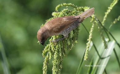 Lonchura punctulata topela (Swinhoe, 1863) 斑文鳥