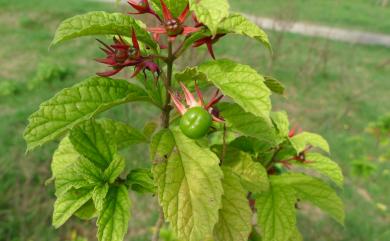 Clerodendrum calamitosum 化石樹