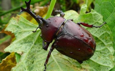 Allomyrina dichotoma tunobosonis (Kono, 1931) 獨角仙