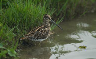 Gallinago gallinago gallinago (Linnaeus, 1758) 田鷸