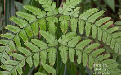 Dryopteris varia (L.) Kuntze 南海鱗毛蕨