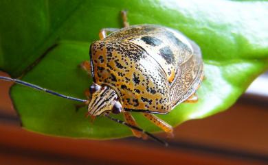 Axiagastus rosmarus Dallas, 1852 鬼面椿象