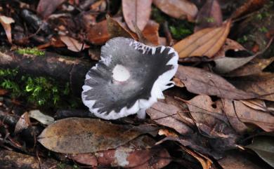 Russula adusta 煙色紅菇