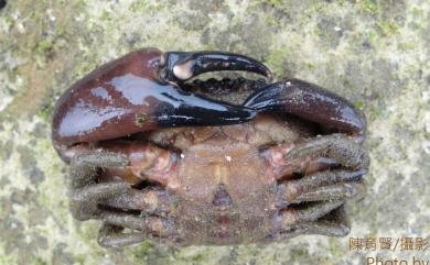 Ozius rugulosus Stimpson, 1858 皺紋團扇蟹