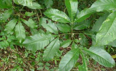 Melicope semecarpifolia (Merr.) T.G. Hartley 山刈葉