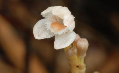 Didymoplexis micradenia 小鬼蘭