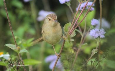 Prinia inornata flavirostris (Swinhoe, 1863) 褐頭鷦鶯(台灣亞種)