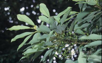 Daphniphyllum glaucescens subsp. oldhamii 奧氏虎皮楠