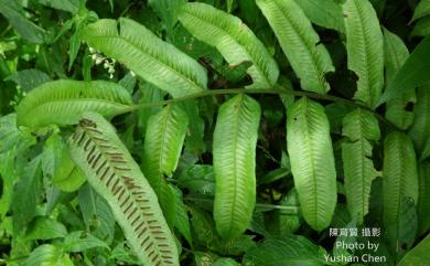 Diplaziopsis javanica (Blume) C.Chr. 腸蕨