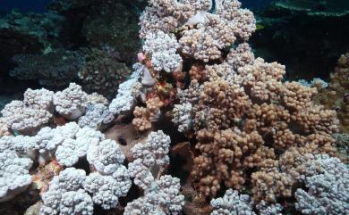 Sinularia heterospiculata Verseveldt, 1970 異骨指形軟珊瑚