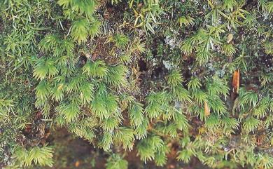 Leucobryum juniperoideum 庭園白髮苔