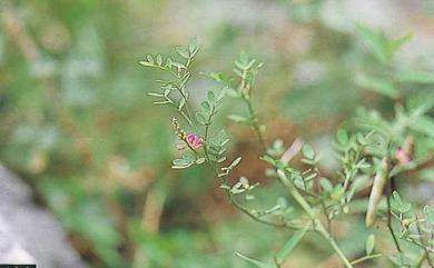 Indigofera ramulosissima Hosok. 太魯閣木藍