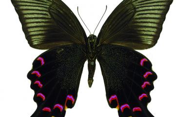 Papilio bianor bianor Cramer, 1777