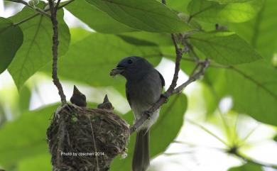 Hypothymis azurea oberholseri Stressmann, 1913 黑枕藍鶲(台灣亞種)