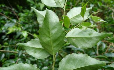 Ilex asprella Champ. ex Benth. 燈稱花