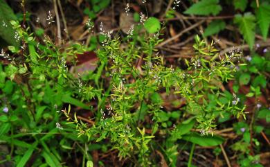 Senega paniculata (L.) J.F.B.Pastore & J.R.Abbott 圓錐花遠志