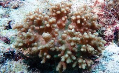 Sinularia capillosa Tixier-Durivault, 1970 毛指形軟珊瑚
