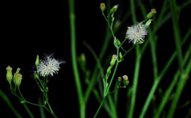 Aster subulatus var. subulatus 掃帚菊