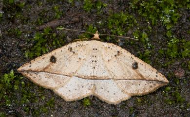 Entomopteryx rubridisca (Wileman, 1911) 雙目安尺蛾