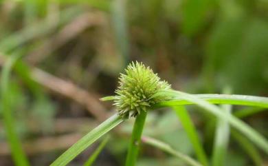 Cyperus brevifolius 短葉水蜈蚣