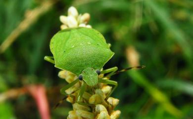 Nezara viridula (Linnaeus, 1758) 稻綠蝽