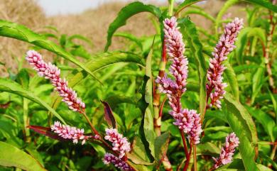 Persicaria glabra 紅辣蓼