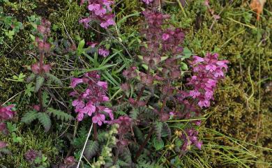 Pedicularis refracta var. transmorrisonensis (Hayata) Hurus. 馬先蒿