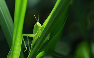 Chondracris rosea (De Geer, 1773) 臺灣大蝗