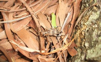 Agelasta perplexa (Pascoe, 1858) 褐翅星斑天牛