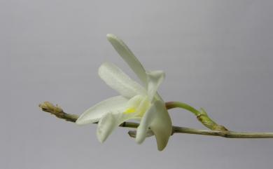 Dendrobium crumenatum Sw. 鴿石斛