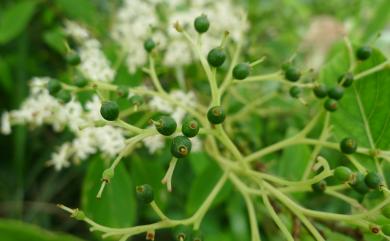 Cornus macrophylla Wall. 棶木