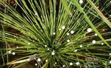 Eriocaulon buergerianum Körn. 連萼穀精草