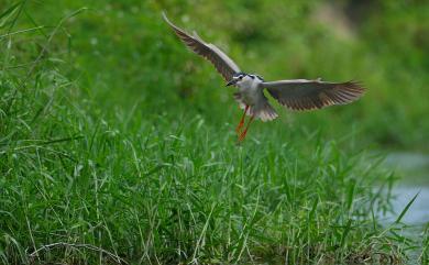 Nycticorax nycticorax nycticorax (Linnaeus, 1758) 夜鷺