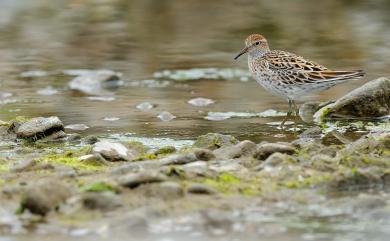 Calidris acuminata (Horsfield, 1821) 尖尾濱鷸