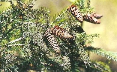 Picea morrisonicola Hayata 臺灣雲杉