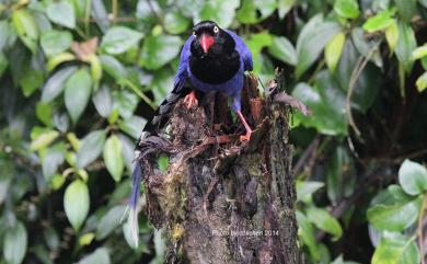 Urocissa caerulea Gould, 1863 臺灣藍鵲