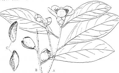 Pyrenaria shinkoensis (Hayata) H.Keng 烏皮茶