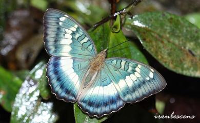 Euthalia formosana Fruhstorfer, 1908 臺灣翠蛺蝶