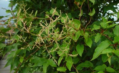 Fallopia multiflora 臺灣何首烏