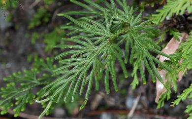 Selaginella stauntoniana 擬密葉卷柏