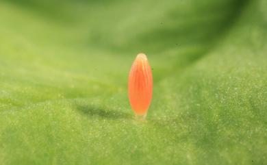 Colias erate formosana Shirôzu, 1955 紋黃蝶