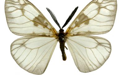 Agalope trimacula Matsumura, 1927 三斑薄翅斑蛾