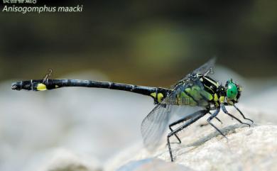 Anisogomphus maacki (Selys, 1872) 長唇春蜓