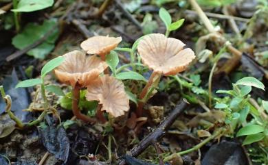 Laccaria laccata (Scop.:Fr.) Berk. & Br. 漆蠟蘑