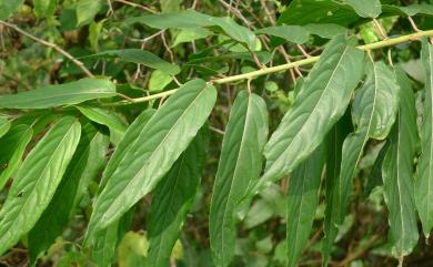 Stachyurus himalaicus 通條樹