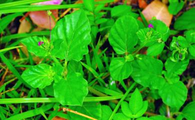 Boerhavia glabrata 光果黃細心