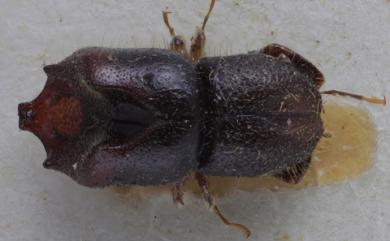 Eccoptopterus spinosus (Olivier, 1795)