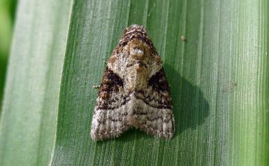 Meganola triangulalis (Leech, 1889)