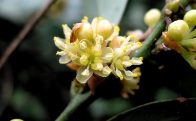 Lindera akoensis 內苳子