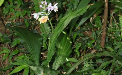 Calanthe sylvatica (Thouars) Lindl. 長距根節蘭